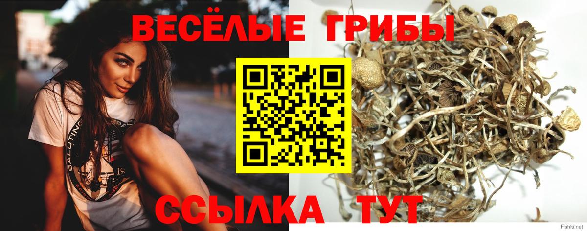 Псилоцибиновые грибы ЛСД  Псилоцибиновые грибы мицелий  Канаш  Вход с VPN 
